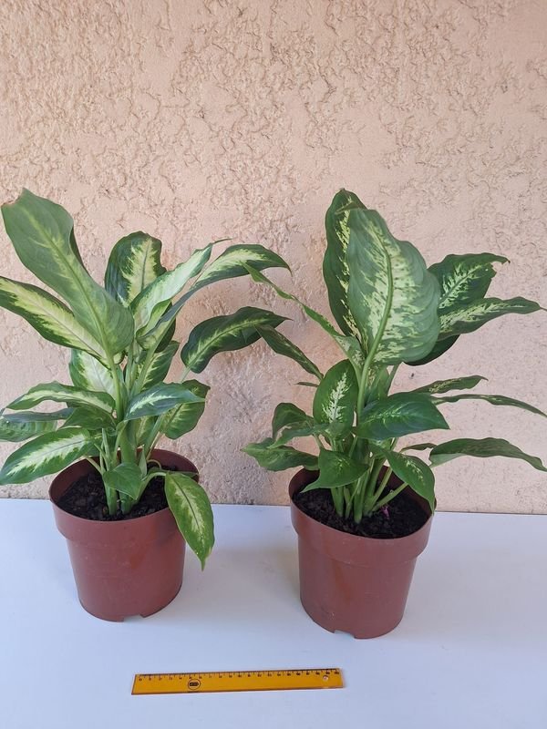 Item 870081 - Image 0