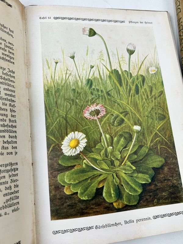 Libros de Botánica: Curso General Aplicado y Flora de la Patria - imagen 5