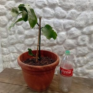 Lote anterior: Planta Epiphyllum "Ilusión de Novia" en Maceta con Botella de 2 Litros