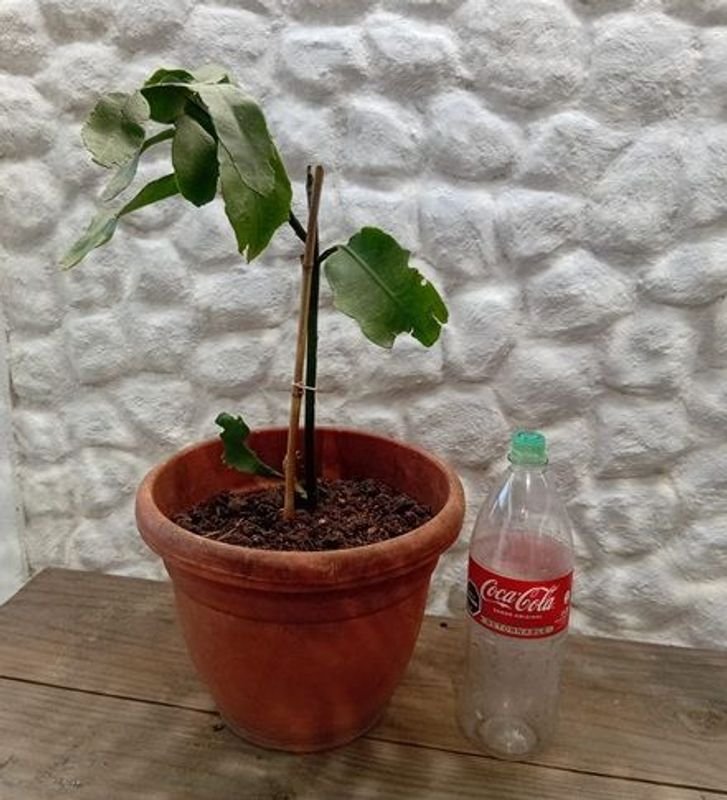Planta Epiphyllum "Ilusión de Novia" en Maceta con Botella de 2 Litros