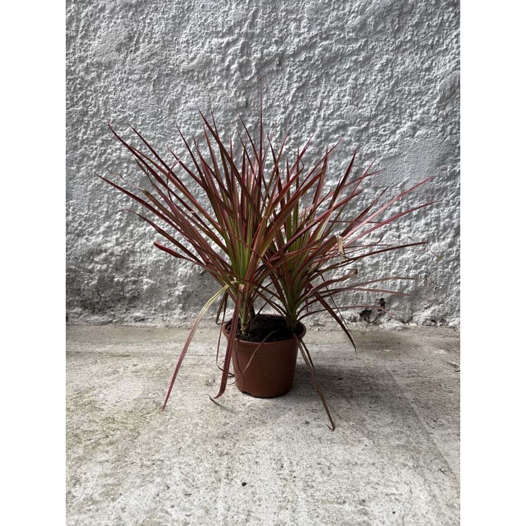 Item 2113605 - Image 0