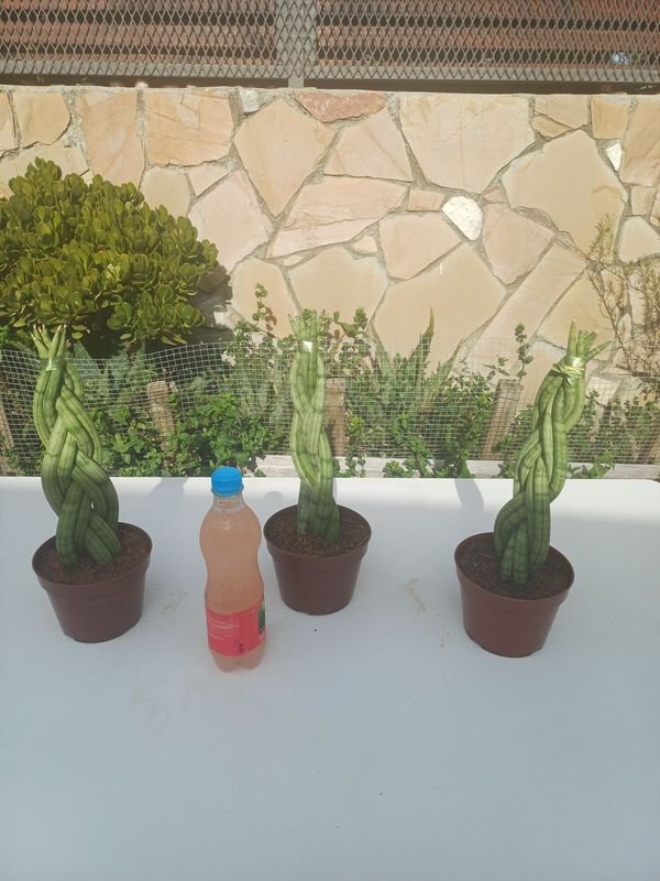 Item 929908 - Image 1