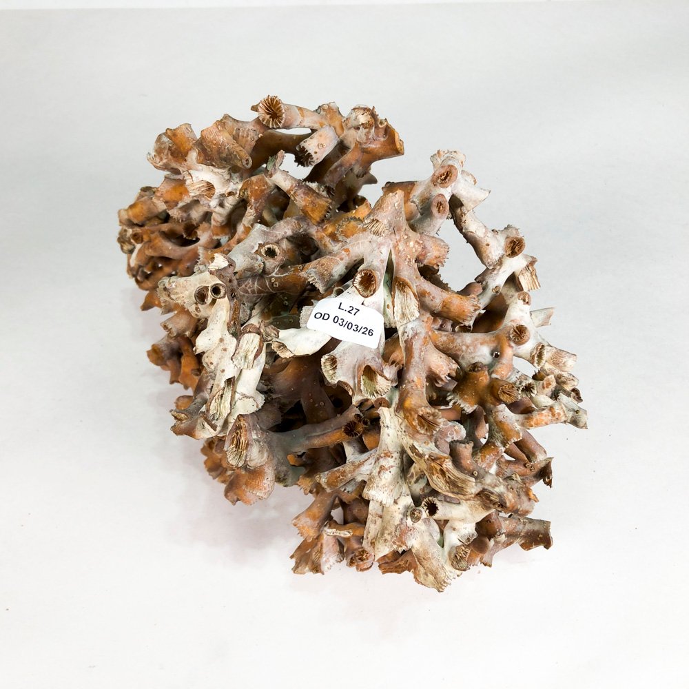 Piedra de coral natural y handmade - imagen 4