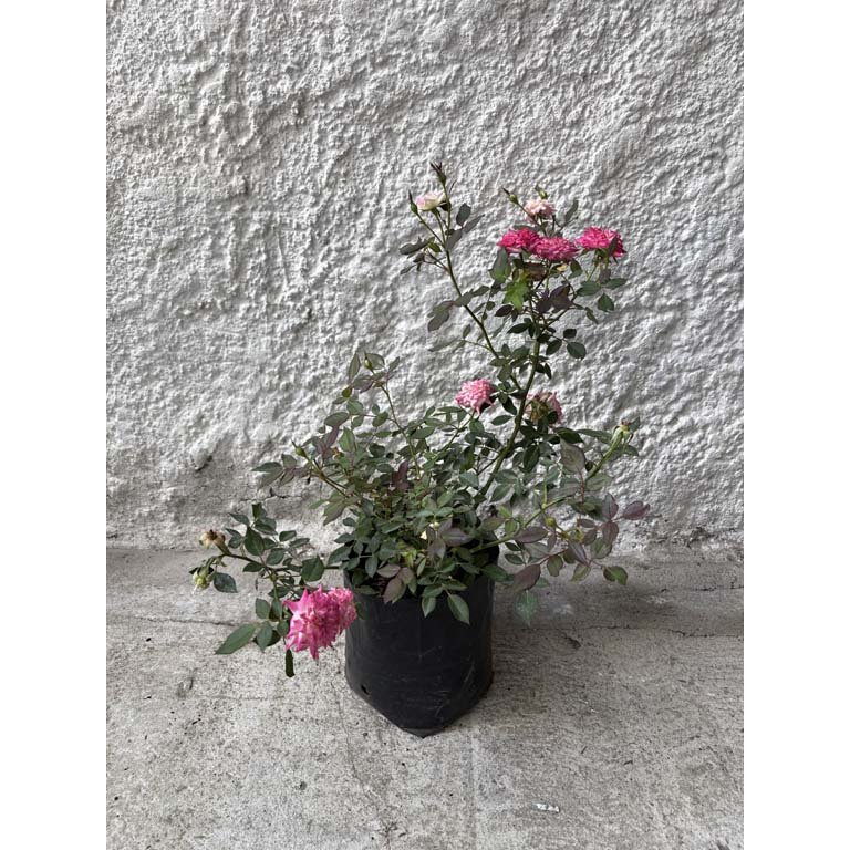 Item 2113585 - Image 0