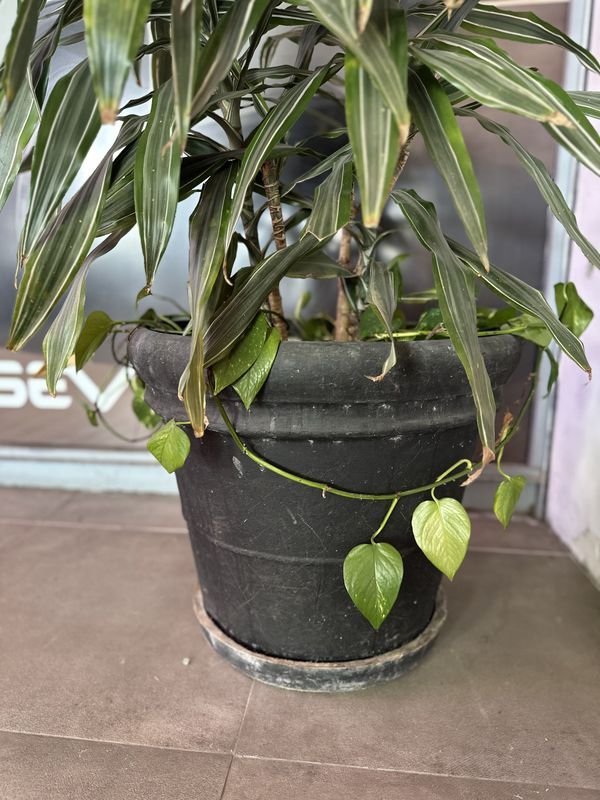 Maceta con planta Darcena 1 - Venta en línea - imagen 3