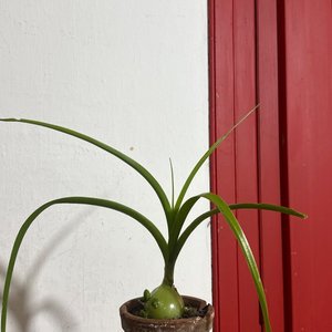 Lote siguiente: Planta de Interior en Maceta de Barro