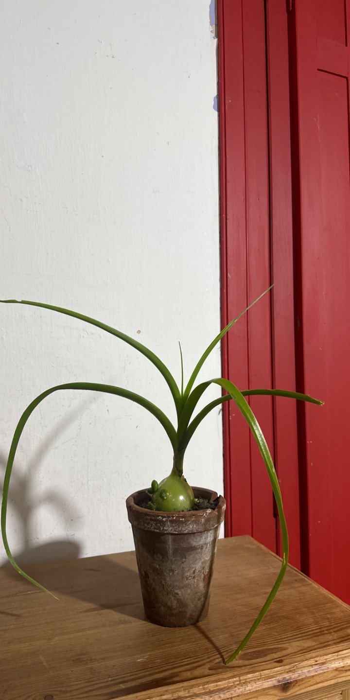 Planta de Interior en Maceta de Barro