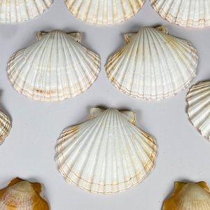 Diez coquillas diferentes dos tamaños - imagen 3