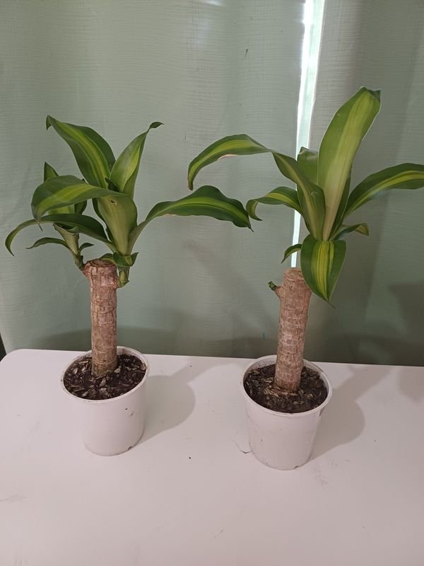 Item 848680 - Image 0