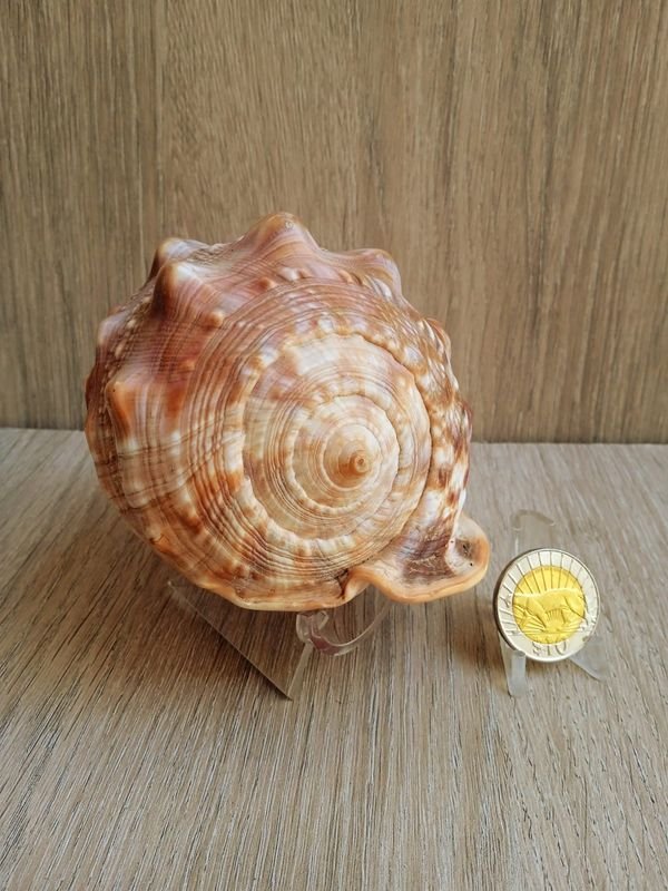 Item 884180 - Image 2