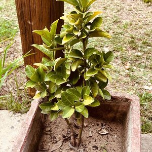 Planta en Maceta de Hormigón Cuadrada - imagen 2