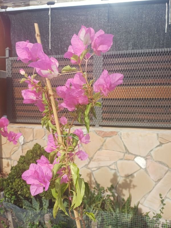 Item 929936 - Image 4