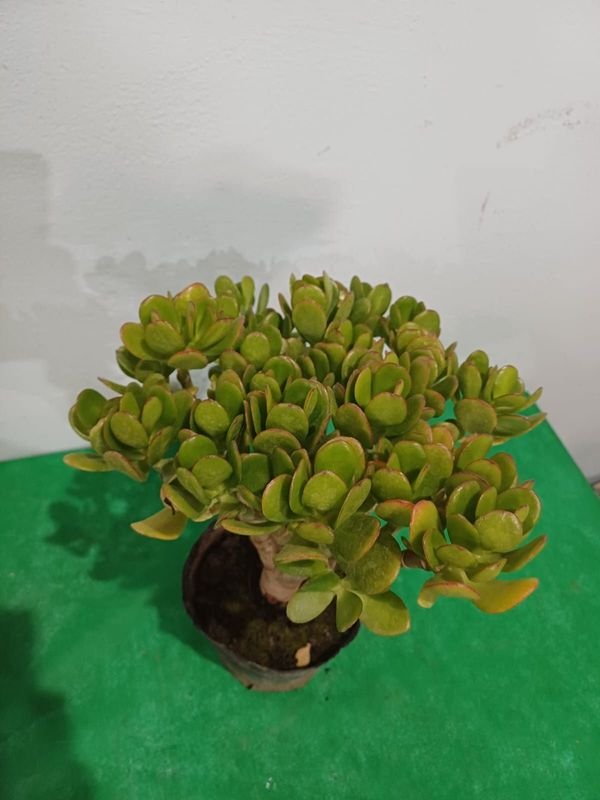 Item 852638 - Image 3