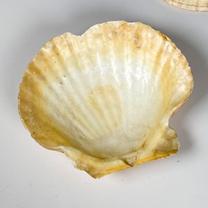 Siete coquillas grandes - imagen 6