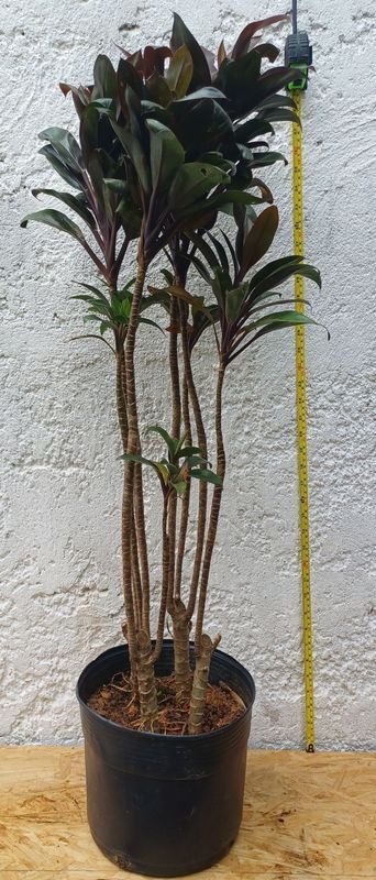 Item 929858 - Image 1