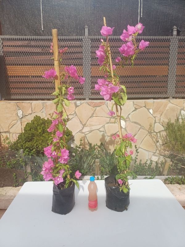 Item 929904 - Image 0