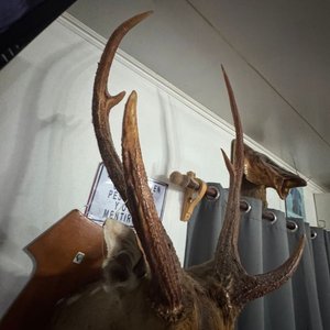 Cabeza de Ciervo Taxidermia Gran Tamaño, Excelente Conservación - imagen 6