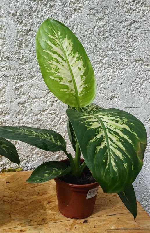 Plantas de Difenbachia en macetas de terracota - imagen 6
