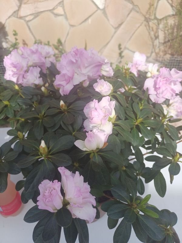 Item 929896 - Image 4