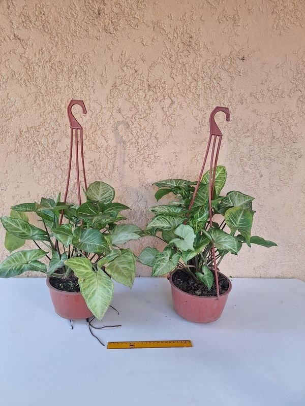 Item 870216 - Image 3