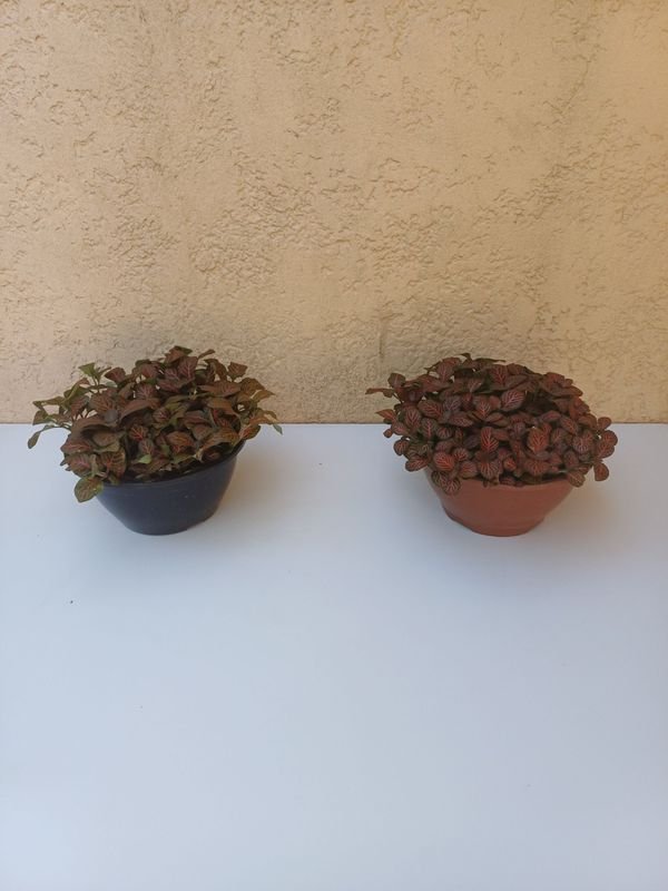 Item 901494 - Image 0