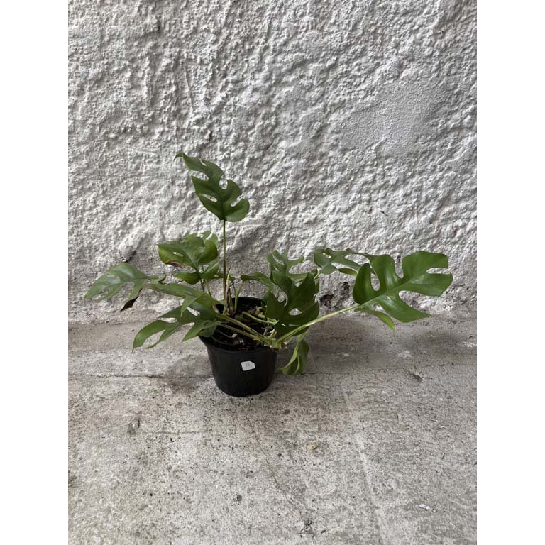 Item 2113591 - Image 0