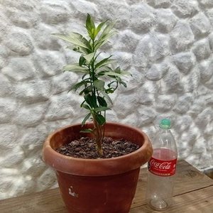 Planta Dama de la Noche en Maceta con Envase de 2 Litros - imagen 6