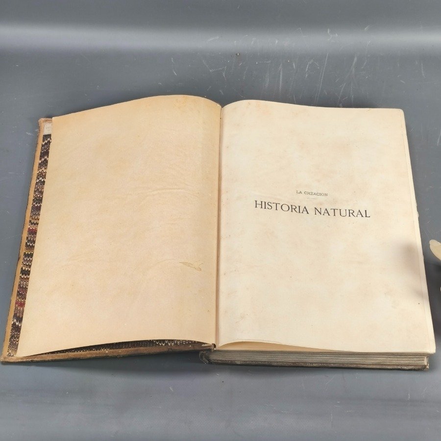 Libro antiguo de historia natural con encuadernación en cuero - imagen 12