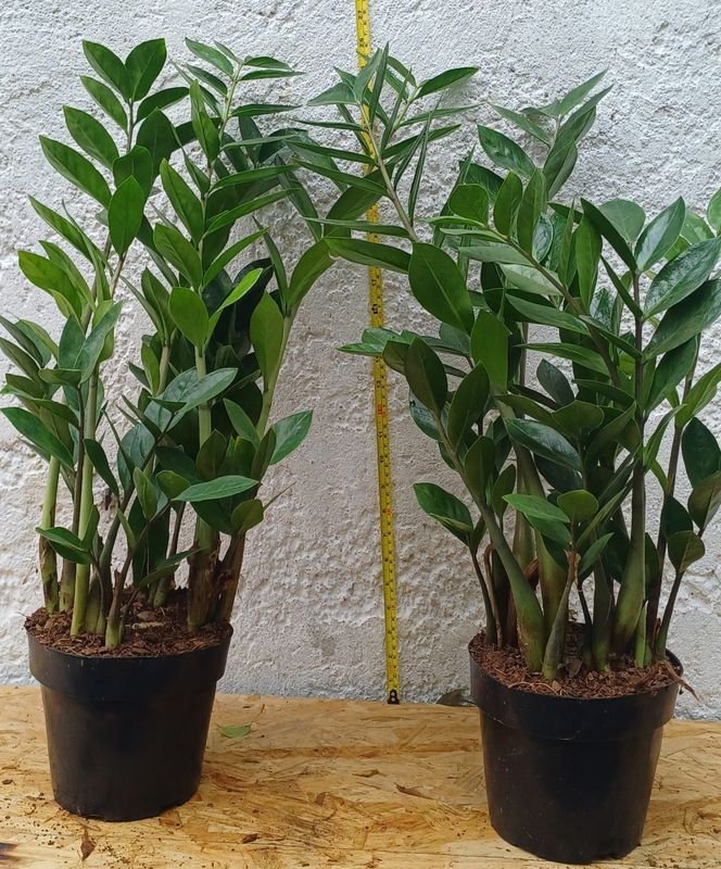 Zamioculcas de 70cm de altura, planta en excelente condición - imagen 4