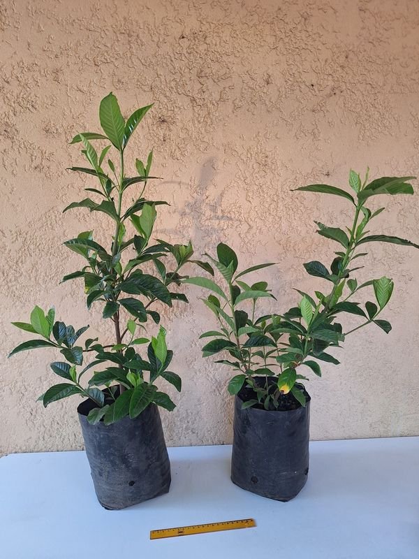 Item 870084 - Image 7