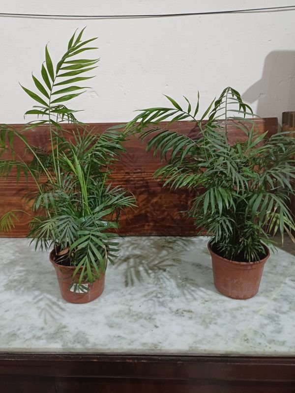 Item 852653 - Image 0