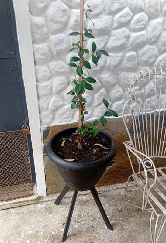 Lote anterior: Jazmín de Leche (Trachelospermum Jasminoides) - Planta en Maceta