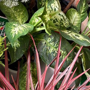 ¡Descubre la Felicidad en Casa! - 58 Plantas Exquisitas para Decorar