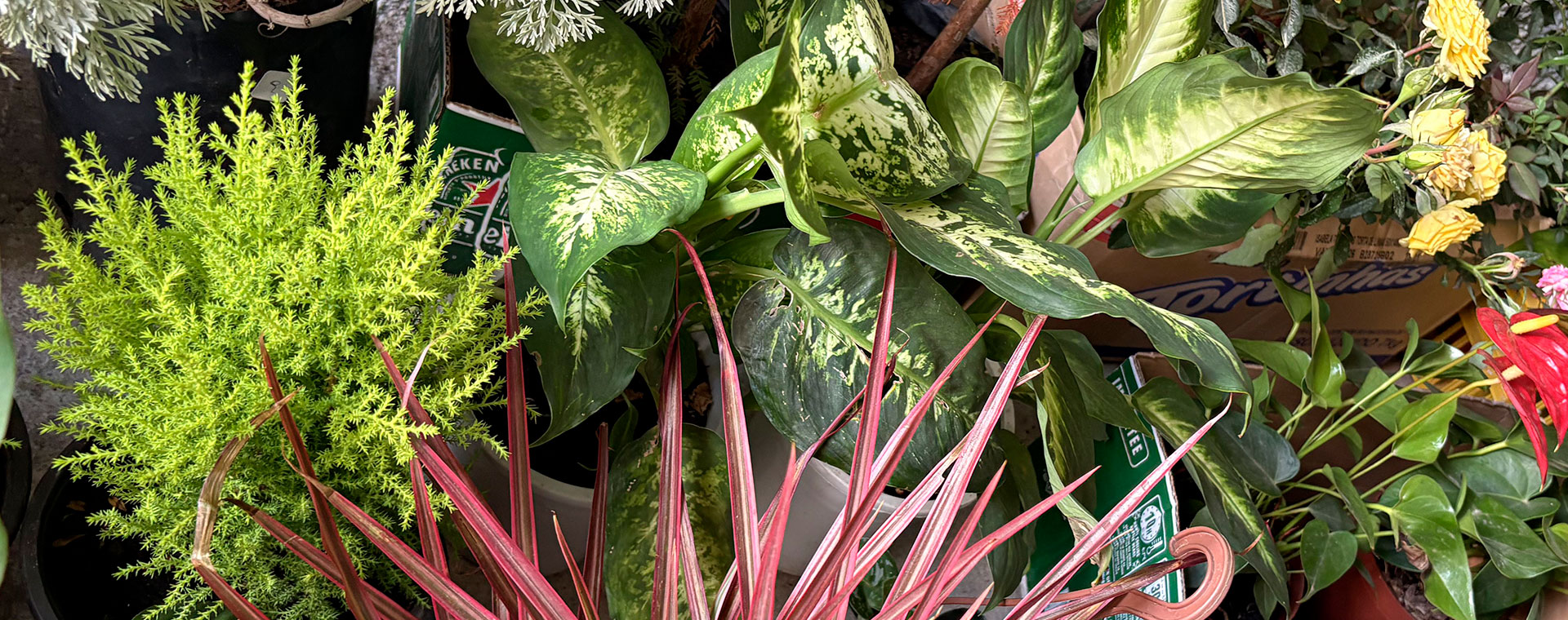 ¡Descubre la Felicidad en Casa! - 58 Plantas Exquisitas para Decorar - imagen 1