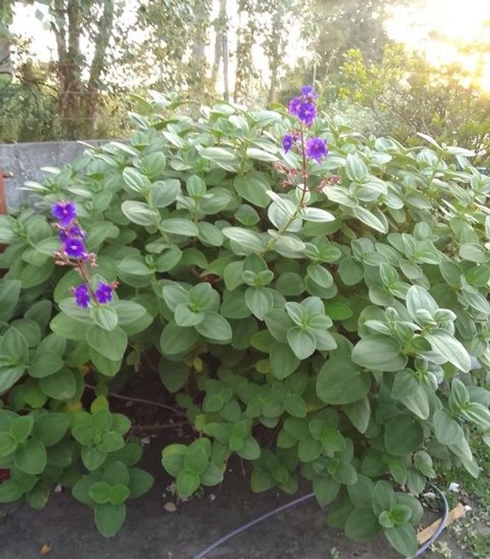 Tibouchina Heteromalla - Plantas en Pots - imagen 5