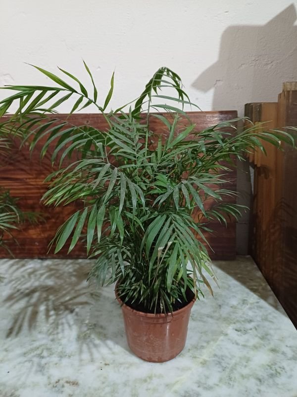 Item 852653 - Image 1