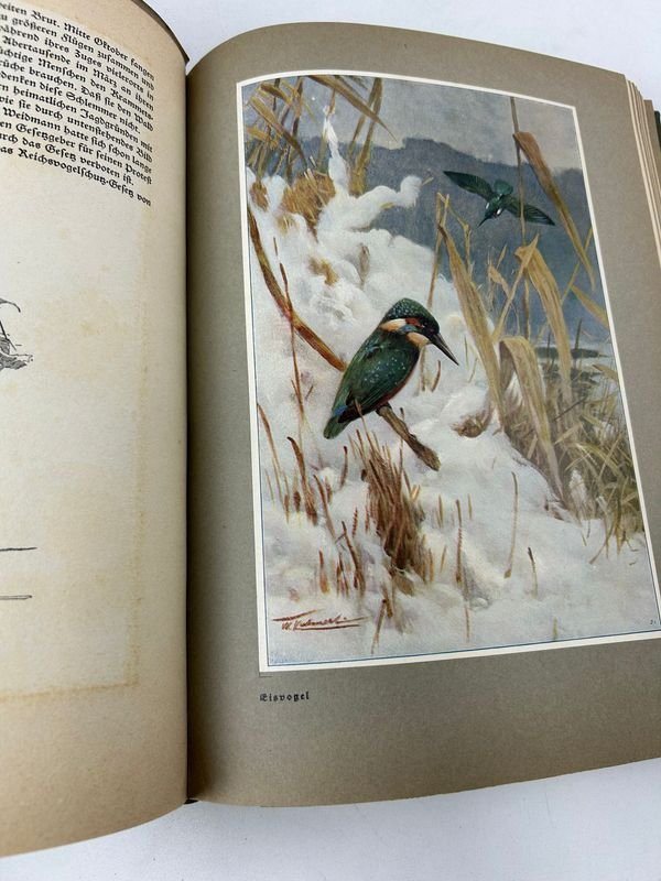 Libro sobre naturaleza y vida silvestre, Bosque y pradera, de Paul von Tschudi - imagen 4