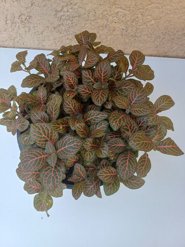 Planta en macetas con hojas verdes y rojas - imagen 4