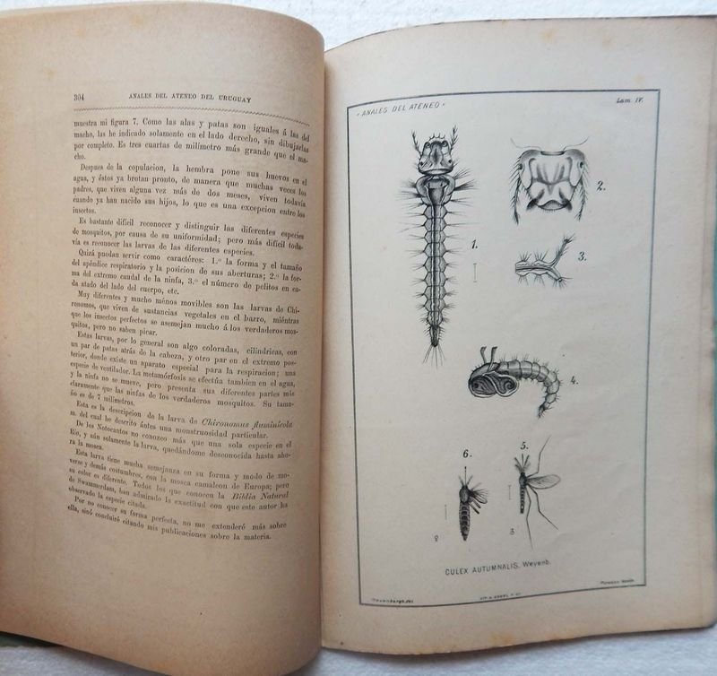 Revista Anales Del Ateneo Del Uruguay. Año II - Tomo III - Diciembre, 5 de 1882 - Número 16. - imagen 4