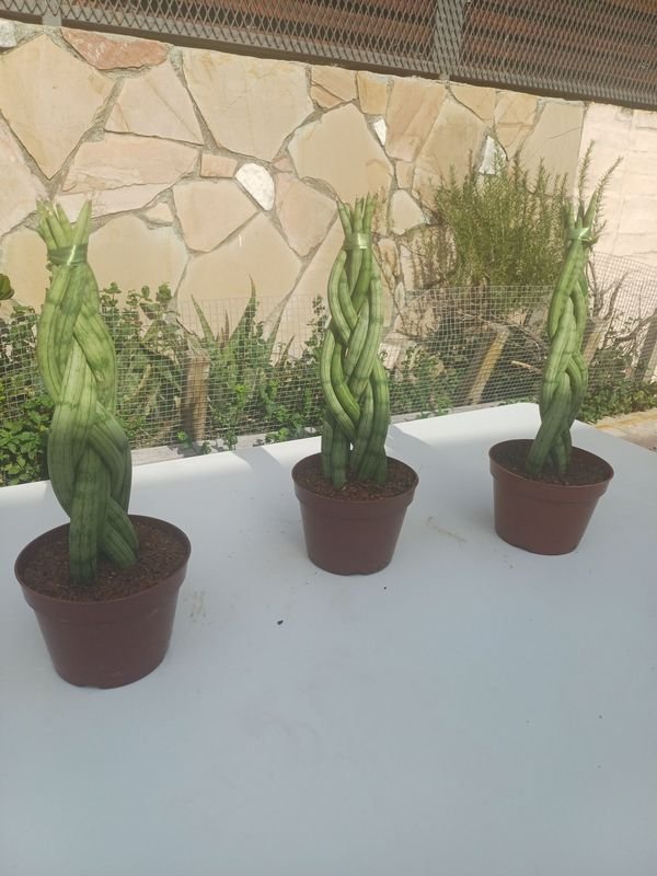 Item 929908 - Image 0