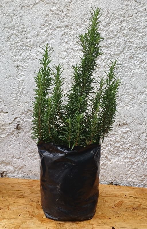 Item 929872 - Image 2