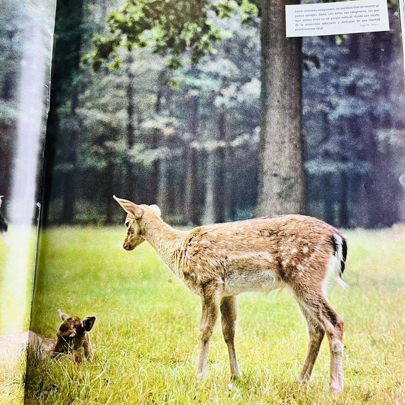 Colección de enciclopedias sobre animales y La Vida - imagen 4