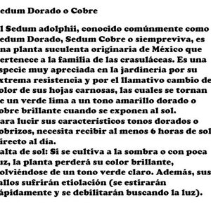 Sedum Dorado o Cobre - Planta Suculenta en Maceta de 2 Litros - imagen 2