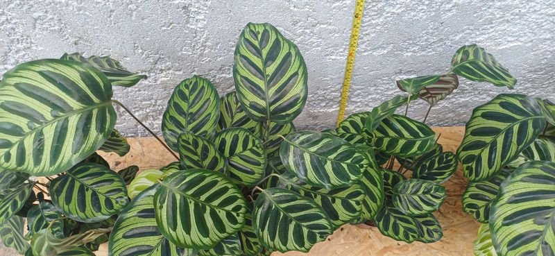 Item 929879 - Image 4