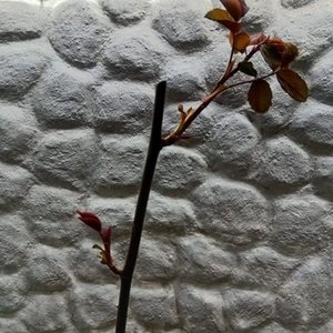 Rosal de Pie con Floración Rosa en Maceta de 2 Litros - imagen 4