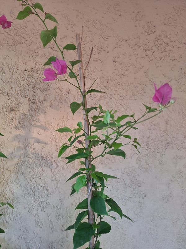 Item 870083 - Image 3