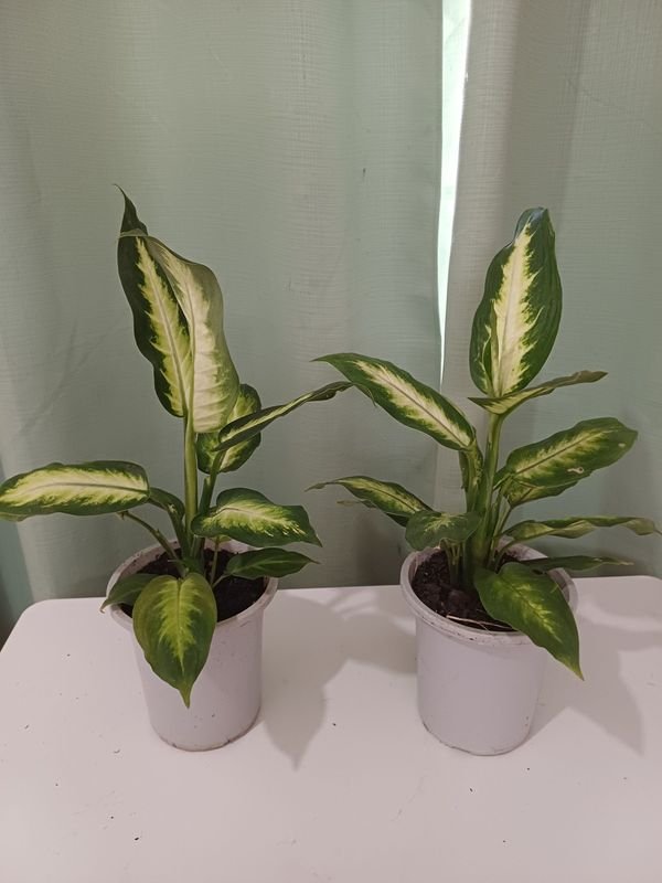 Item 852652 - Image 1