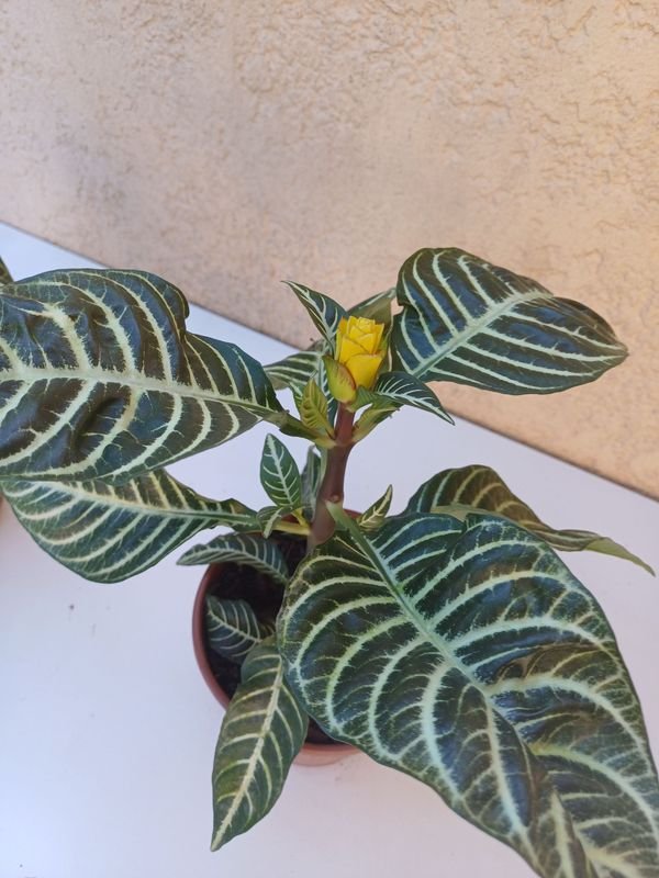 Item 929941 - Image 4