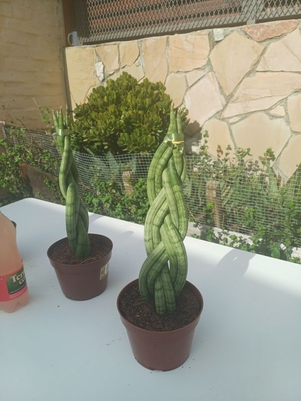 Item 929939 - Image 2