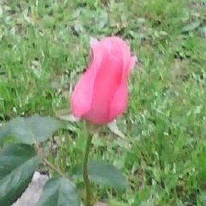 Rosal de Pie con Flores Rosadas y Capullos en Maceta de 2 Litros - imagen 6